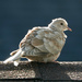 The Prettiest Dove in Town by milaniet