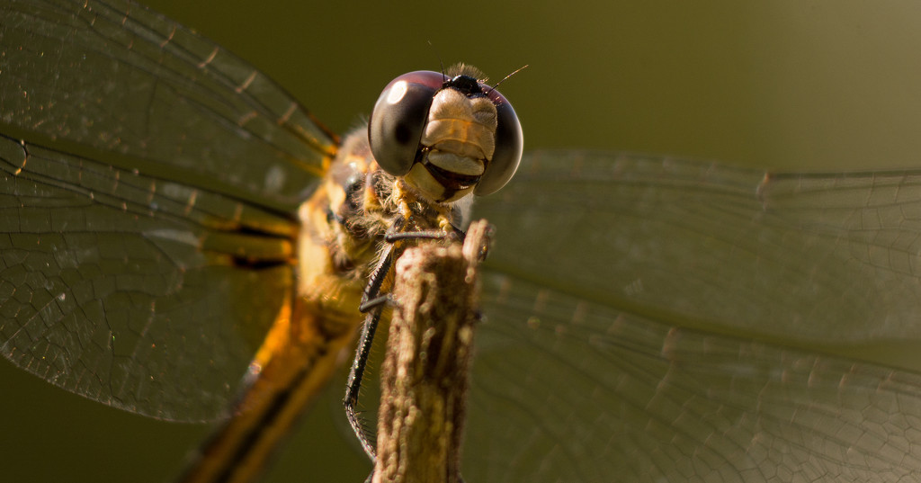 One More Dragonfly Up Close! by rickster549