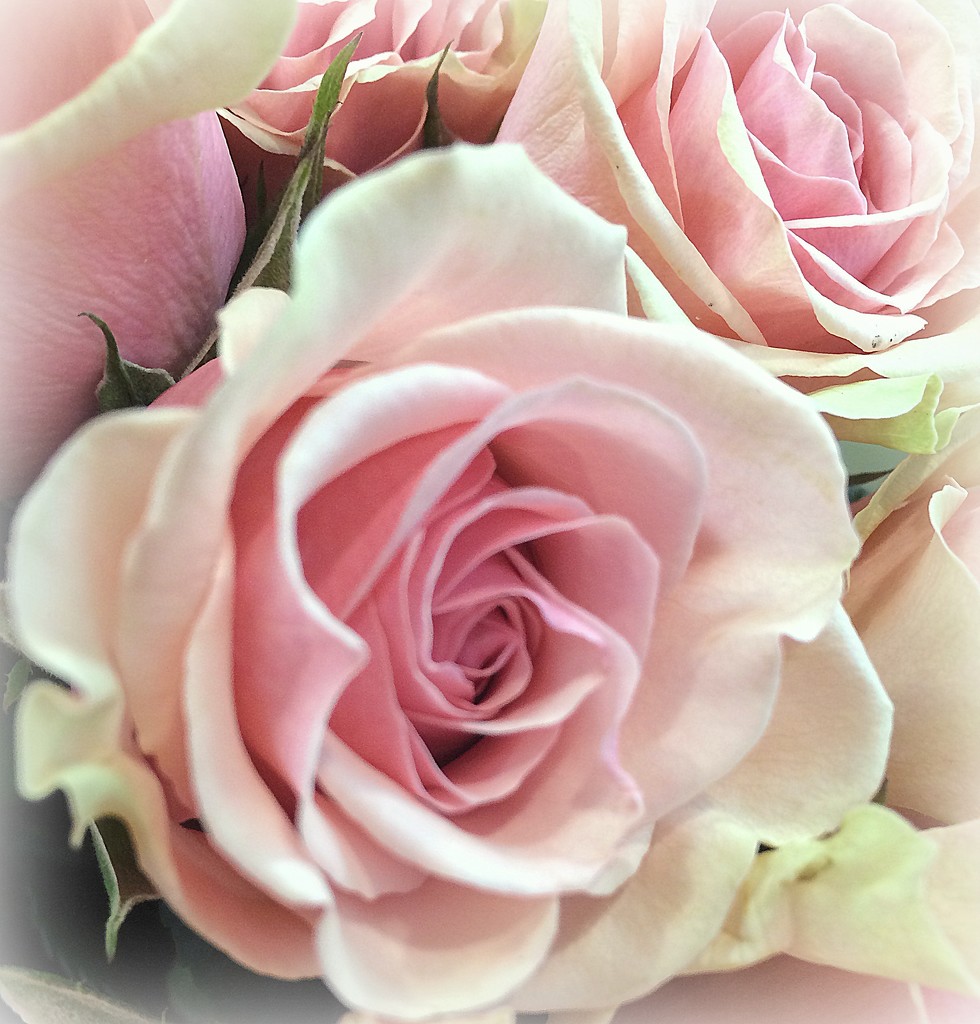 Pretty PINK Roses by homeschoolmom