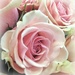 Pretty PINK Roses by homeschoolmom