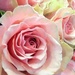 PINK roses by homeschoolmom