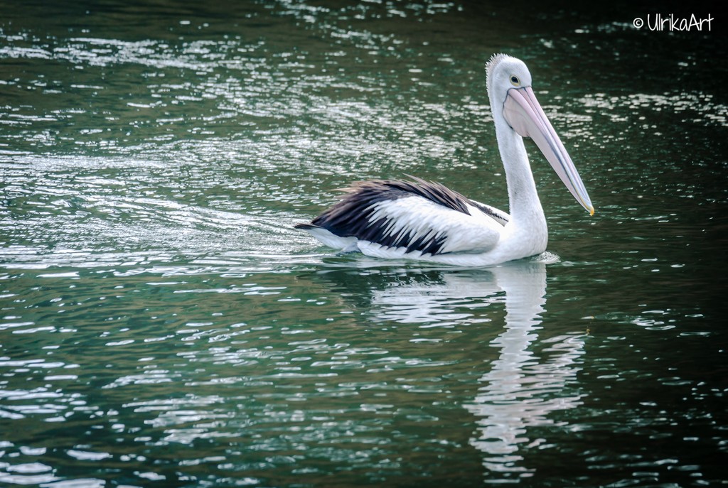 Pelican by ulla
