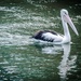 Pelican by ulla