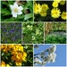Spring Flower Miscellany  by foxes37