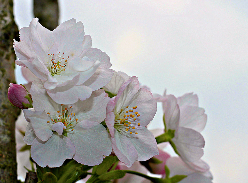 Cherry Pink. by wendyfrost