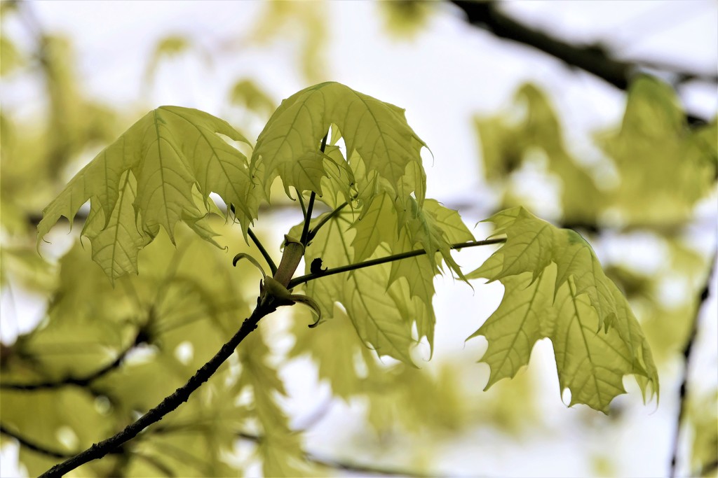New Maple Leaves by carole_sandford