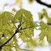 New Maple Leaves by carole_sandford