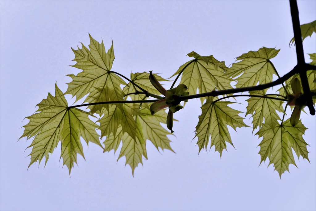 New Maple Leaves (2) by carole_sandford