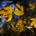 A Poor Imitation of Autumn Colour_DSC7340 by merrelyn