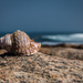 Shell on a rock by mv_wolfie