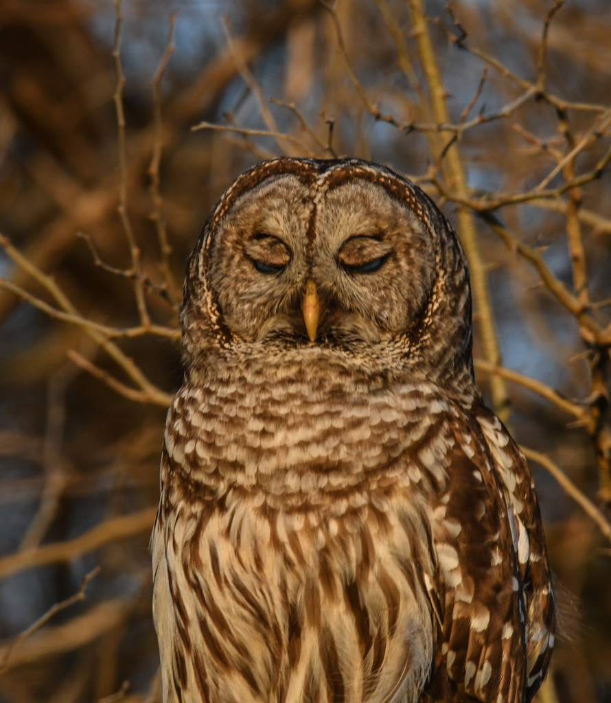 Sleepy-eyed Barred Owl by kareenking