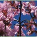 Blue sky and pink blossom. by grace55
