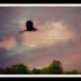 Owning The Sky by moviegal1