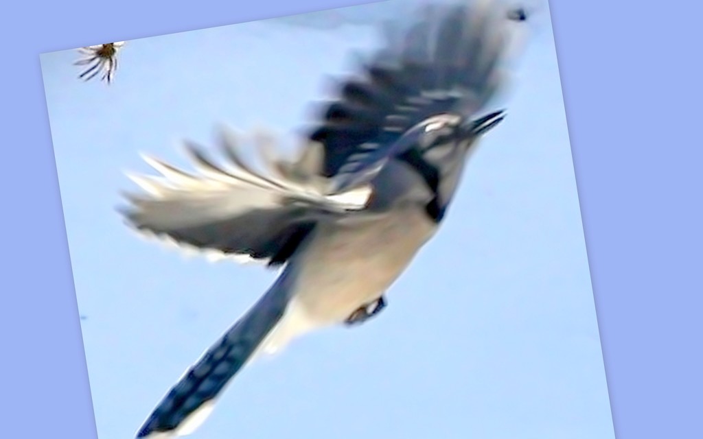 Blue jay in motion by bruni