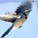 Blue jay in motion by bruni