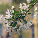 blossom with backdrop by pistache