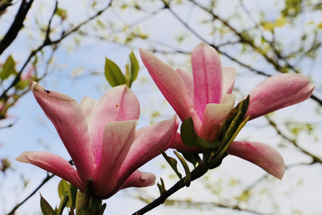 Magnolia Blossom by phil_sandford