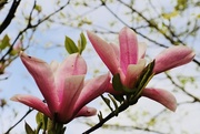 24th Apr 2018 - Magnolia Blossom