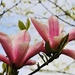 Magnolia Blossom by phil_sandford
