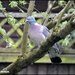 Wood Pigeon by rosiekind