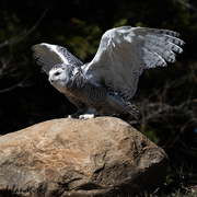 23rd Apr 2018 - Snowy Owl taking Flight