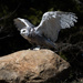 Snowy Owl taking Flight by radiogirl