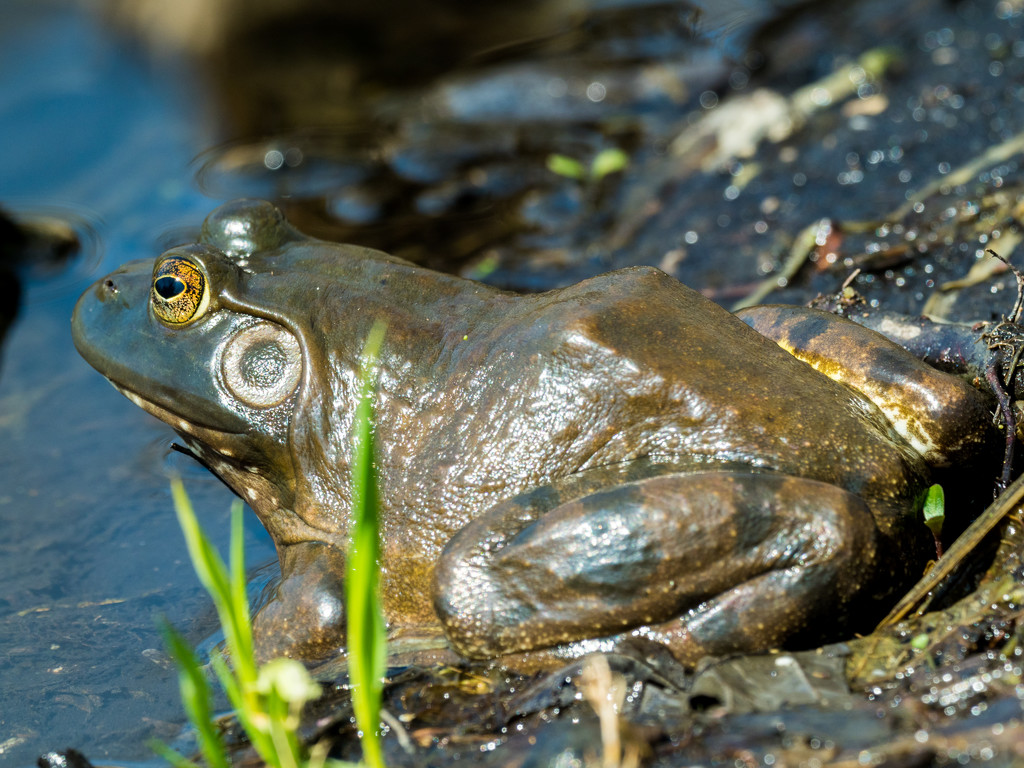 Bullfrog on a muddy shore by rminer