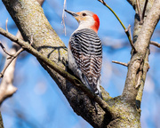 24th Apr 2018 - Red-bellied Woodpecker