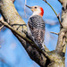 Red-bellied Woodpecker by rminer