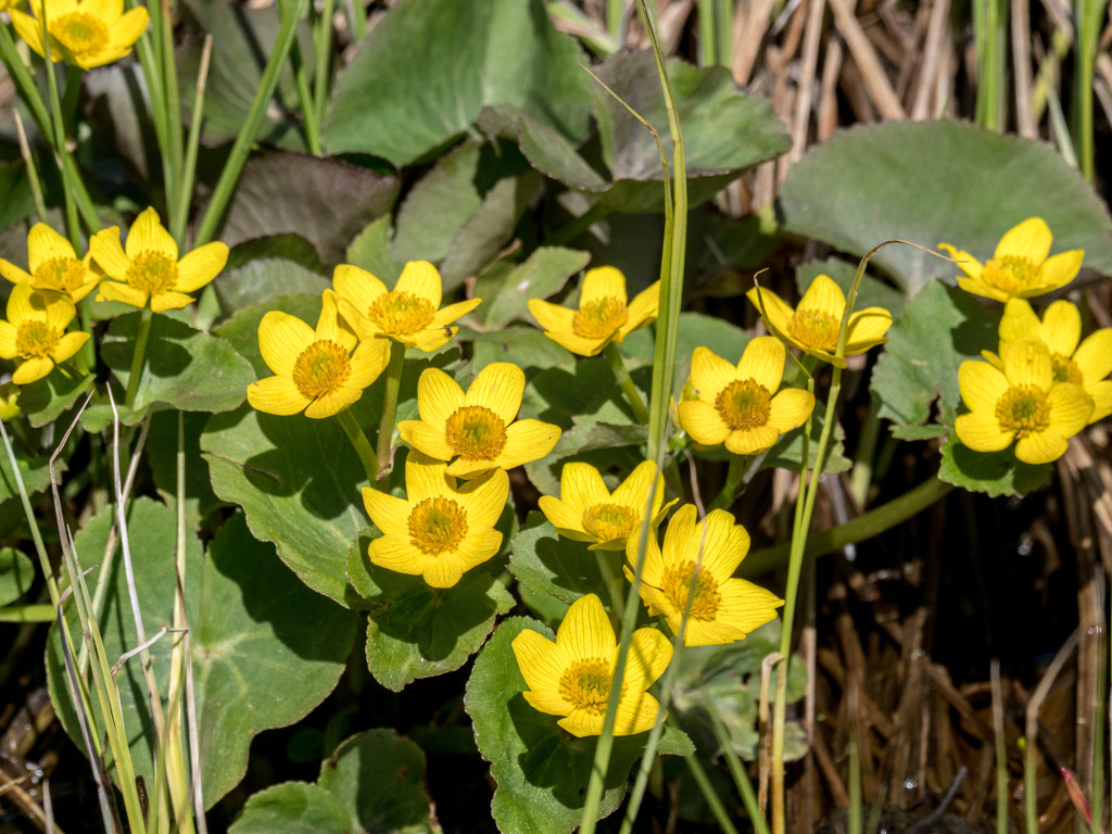 Marsh Marigold Patch Landscape by rminer
