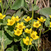 Marsh Marigold Patch Landscape by rminer