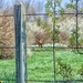 Robin on the Fence by cindymc