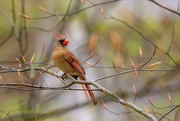 24th Apr 2018 - mrs. cardinal in the park