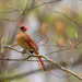 mrs. cardinal in the park by jernst1779