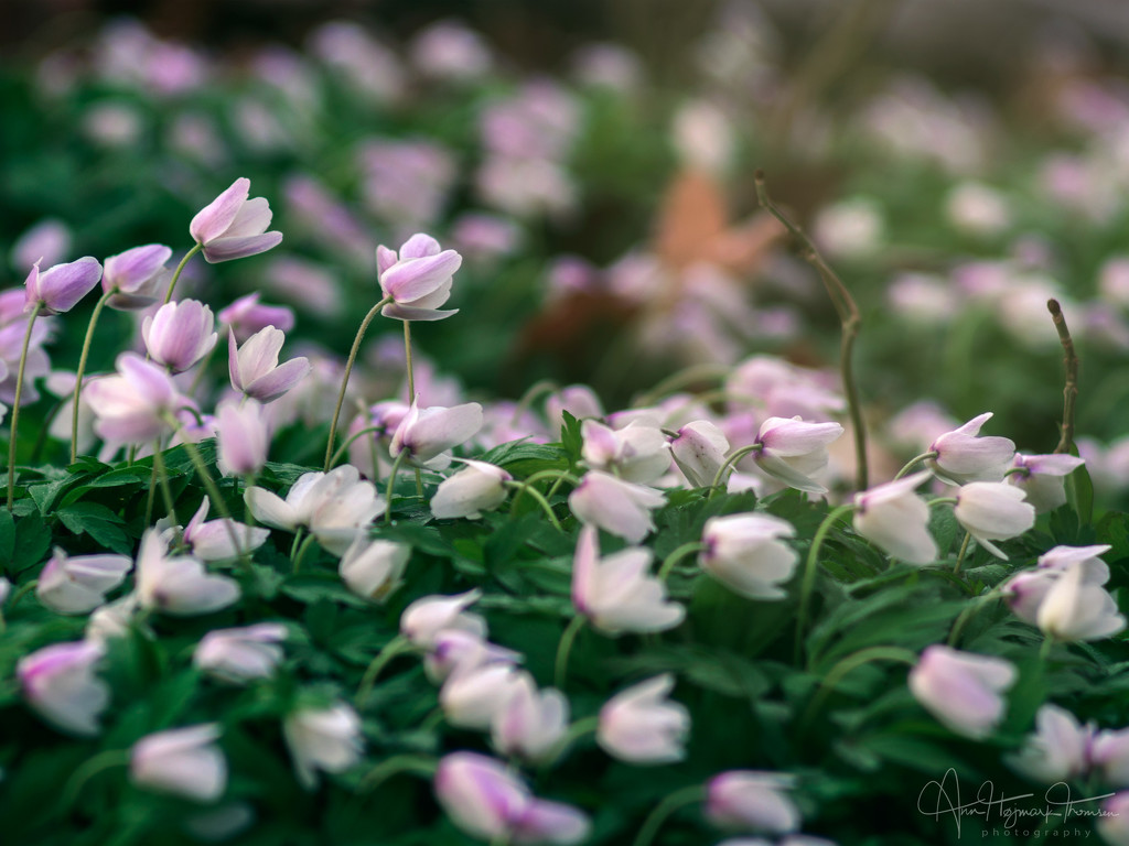 Anemones in the morning… by atchoo