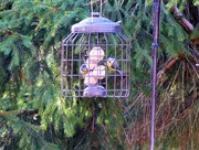 30th Oct 2017 - Bluetits in a Cage