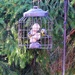 Bluetits in a Cage by susiemc