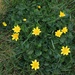 Celandine by lifeat60degrees