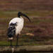 Sacred Ibis by seacreature