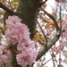 Cotton candy cherry blossoms by tunia