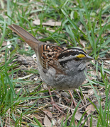 24th Apr 2018 - White-throated Sparrow