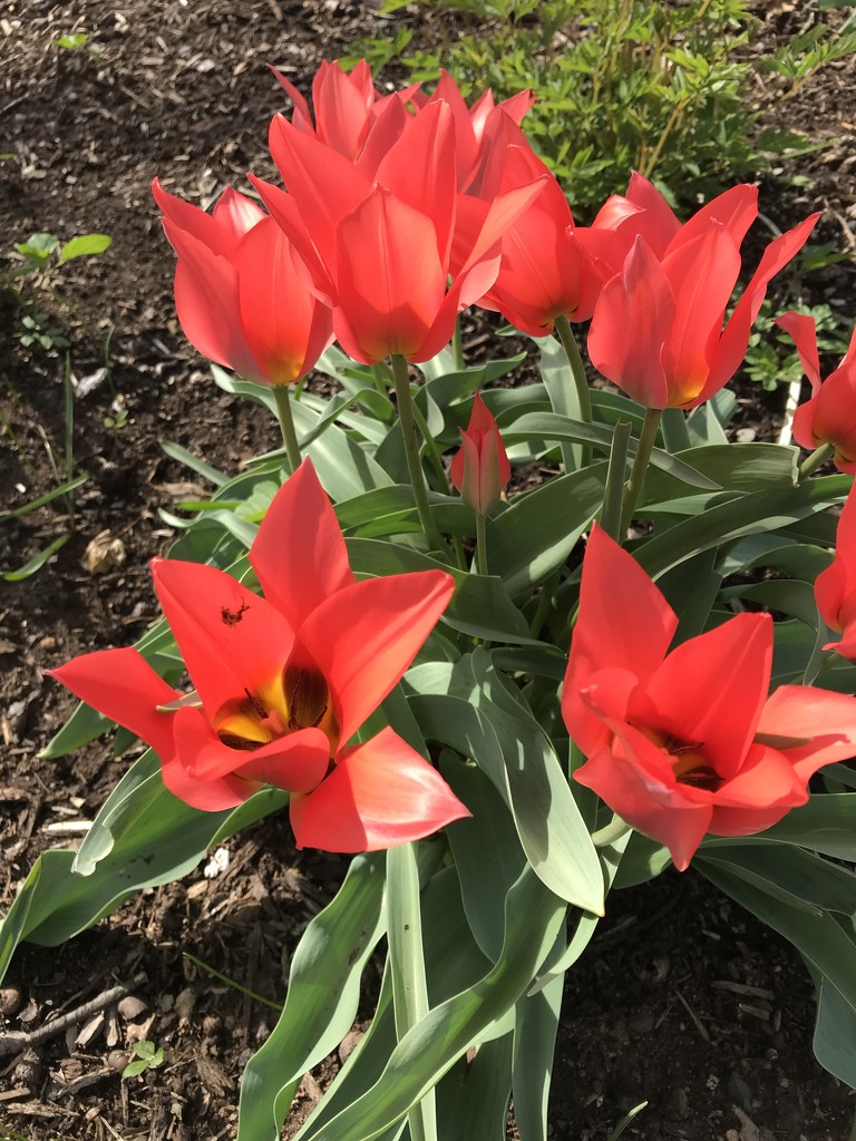 Tulips  by beckyk365