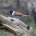 Reed Bunting by pcoulson
