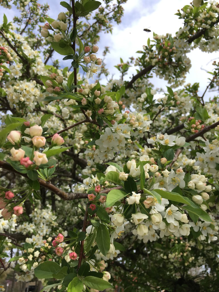 blossoms — crabapple? by wiesnerbeth