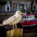 Demelza - My second favourite seagull by swillinbillyflynn