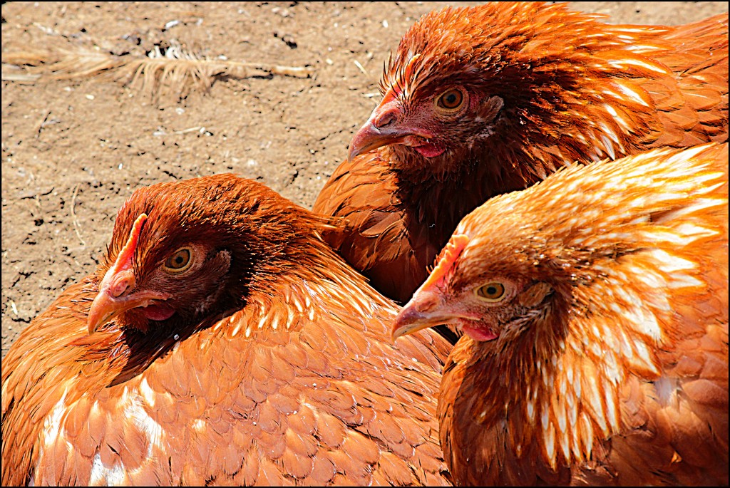 Three Chickens by olivetreeann