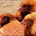 Three Chickens by olivetreeann