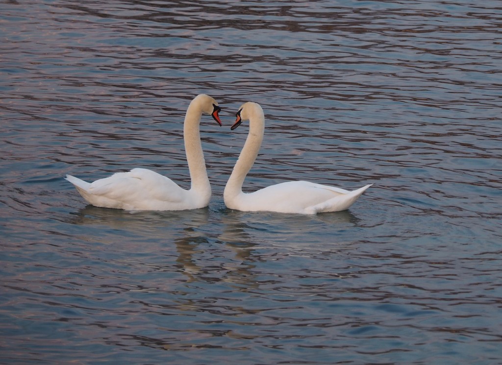 Love Is In the Air by selkie