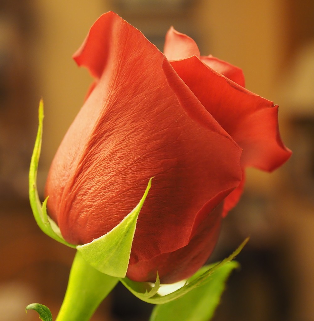 A 'Because It's Tuesday' Rose by selkie