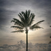 The Lonely Palm Tree by pdulis